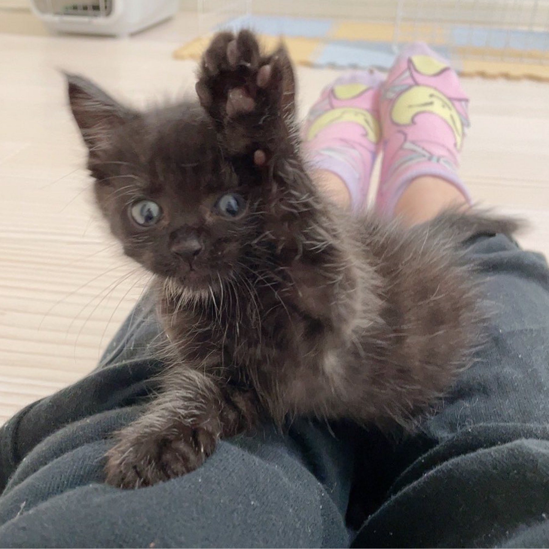 おはぎ♂冒険心がいっぱいな男の子