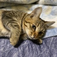 6・7ヶ月の女の子