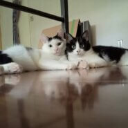 兄妹にゃん(=^・^=)白黒のしまさん♂八割れのはーちゃん♀