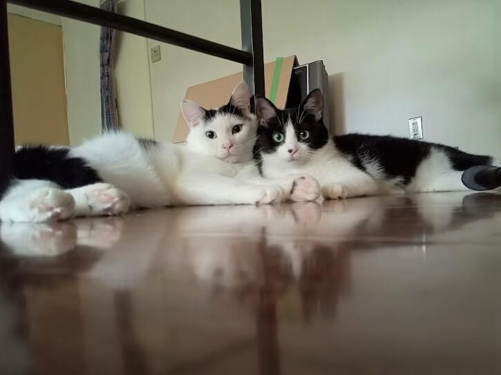 兄妹にゃん(=^・^=)白黒のしまさん♂八割れのはーちゃん♀