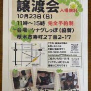 猫のツムグ小さな譲渡会