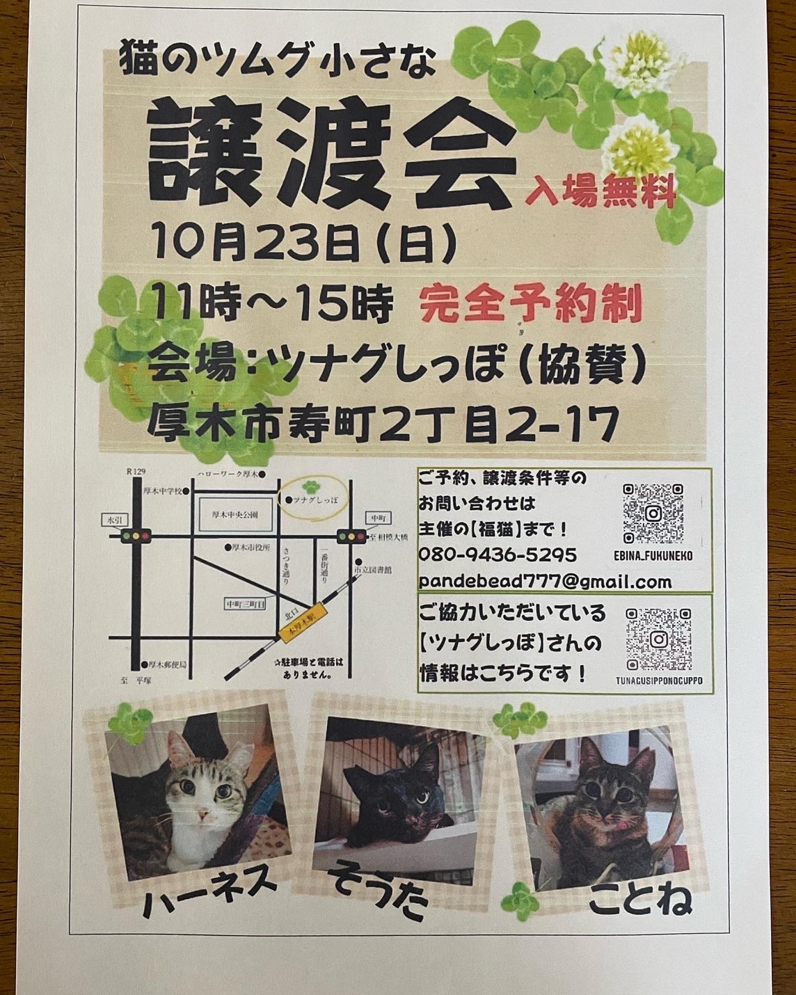 猫のツムグ小さな譲渡会