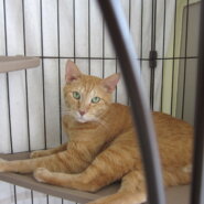 おっとりとおとなしいチャトラ（男の子）