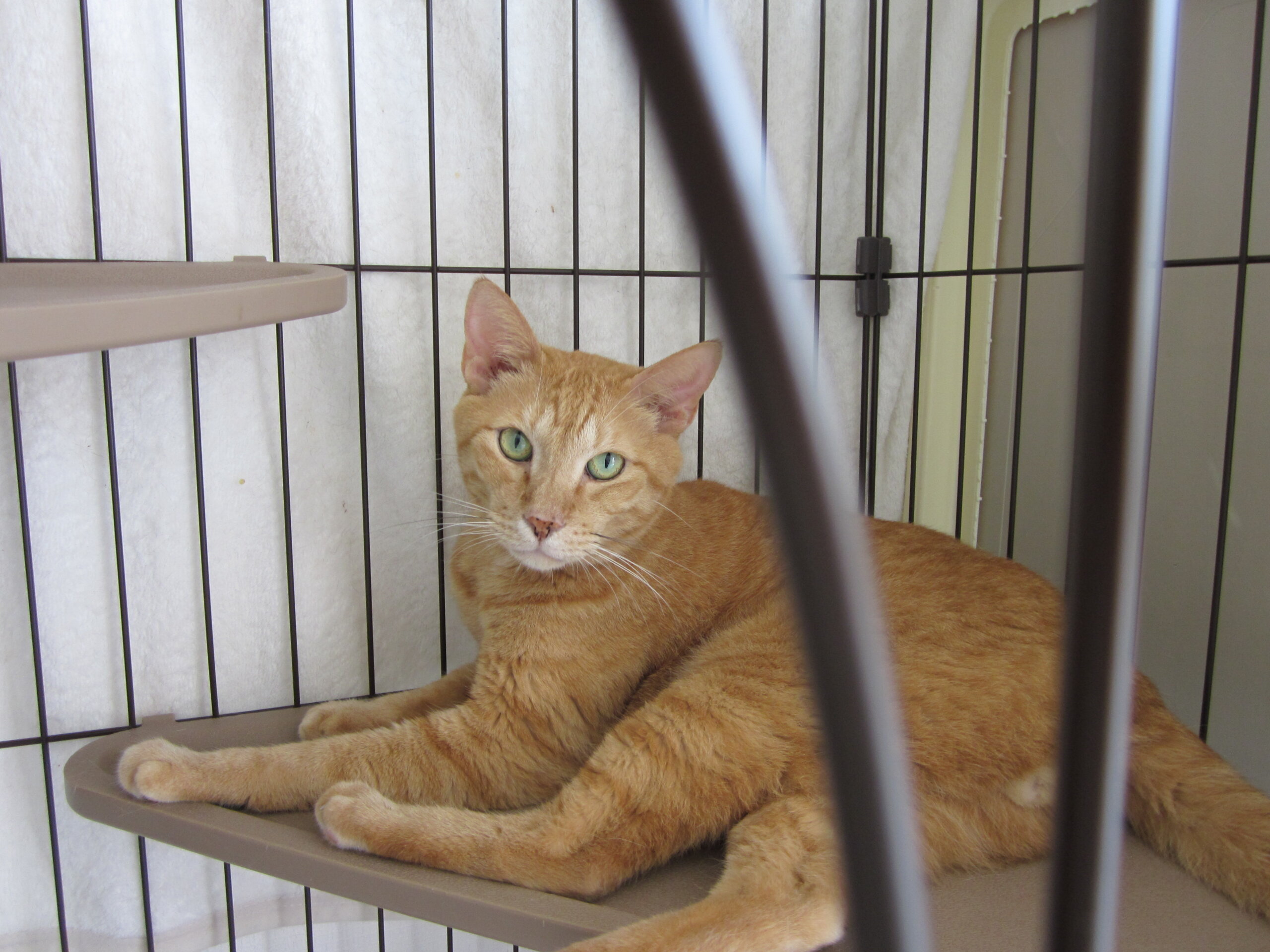 おっとりとおとなしいチャトラ（男の子）