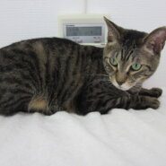 のんびりマイペースな大人猫(推定7歳)