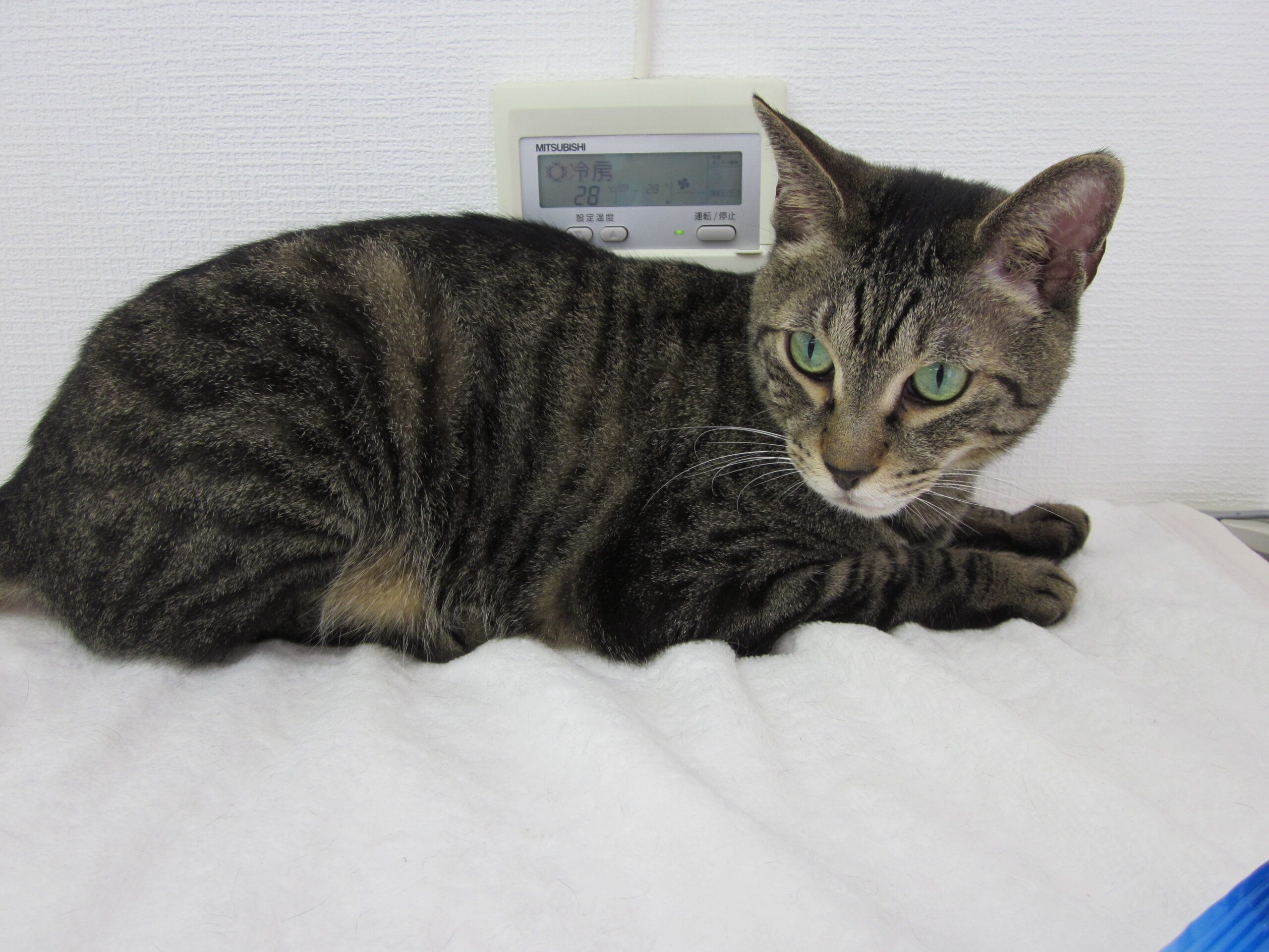 のんびりマイペースな大人猫(推定7歳)