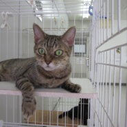 寂しがりやのメス