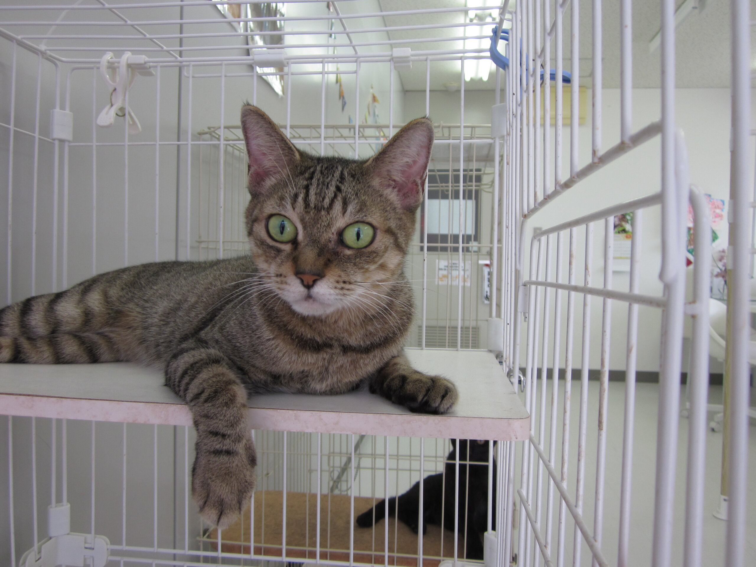 寂しがりやのメス