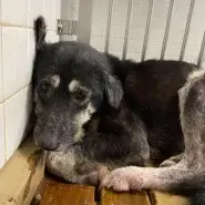 この子は山口県の保護団体にいます。まだ生きたいです。