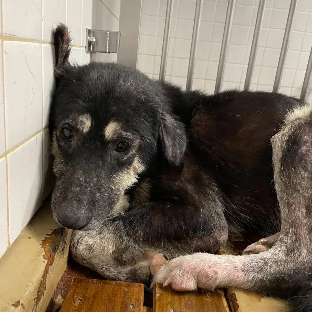 この子は山口県の保護団体にいます。まだ生きたいです。