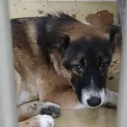 この子は山口県の保護団体にいます。まだ幼い感じの子、助けて下さい