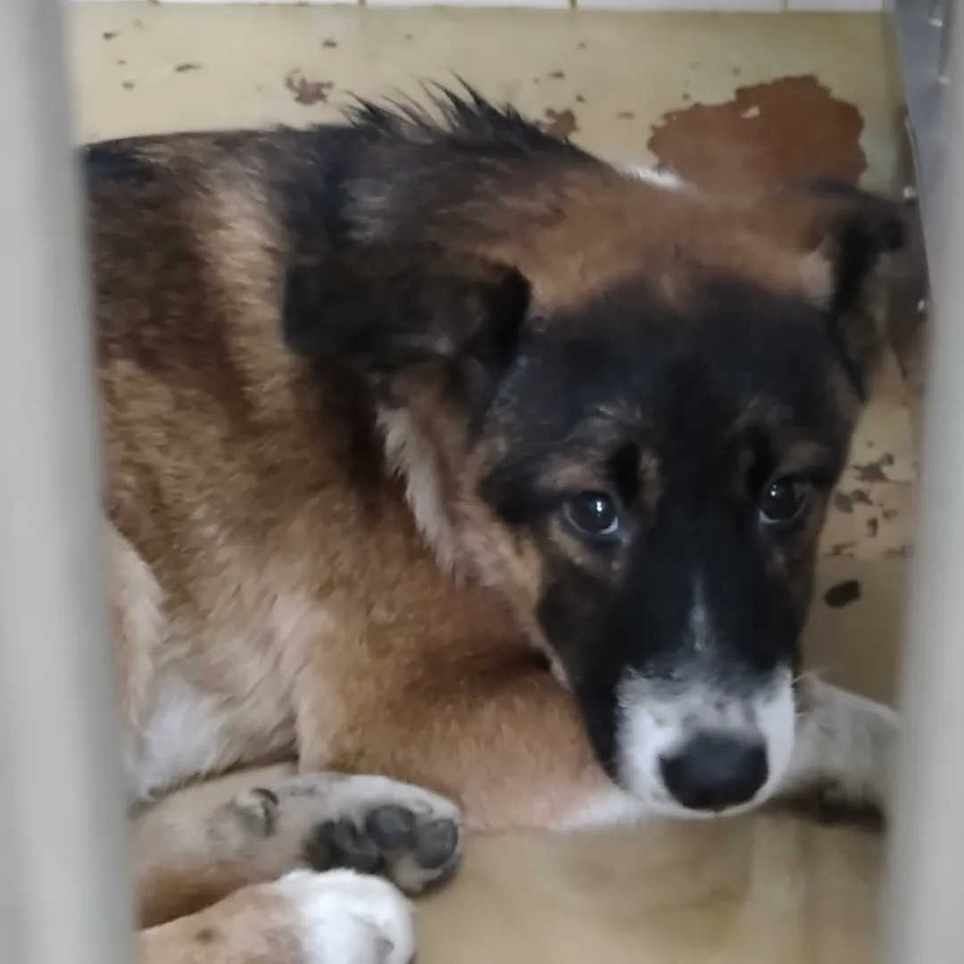 この子は山口県の保護団体にいます。まだ幼い感じの子、助けて下さい