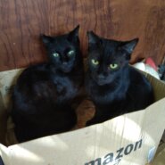 頼れるお兄ちゃん的存在の黒猫