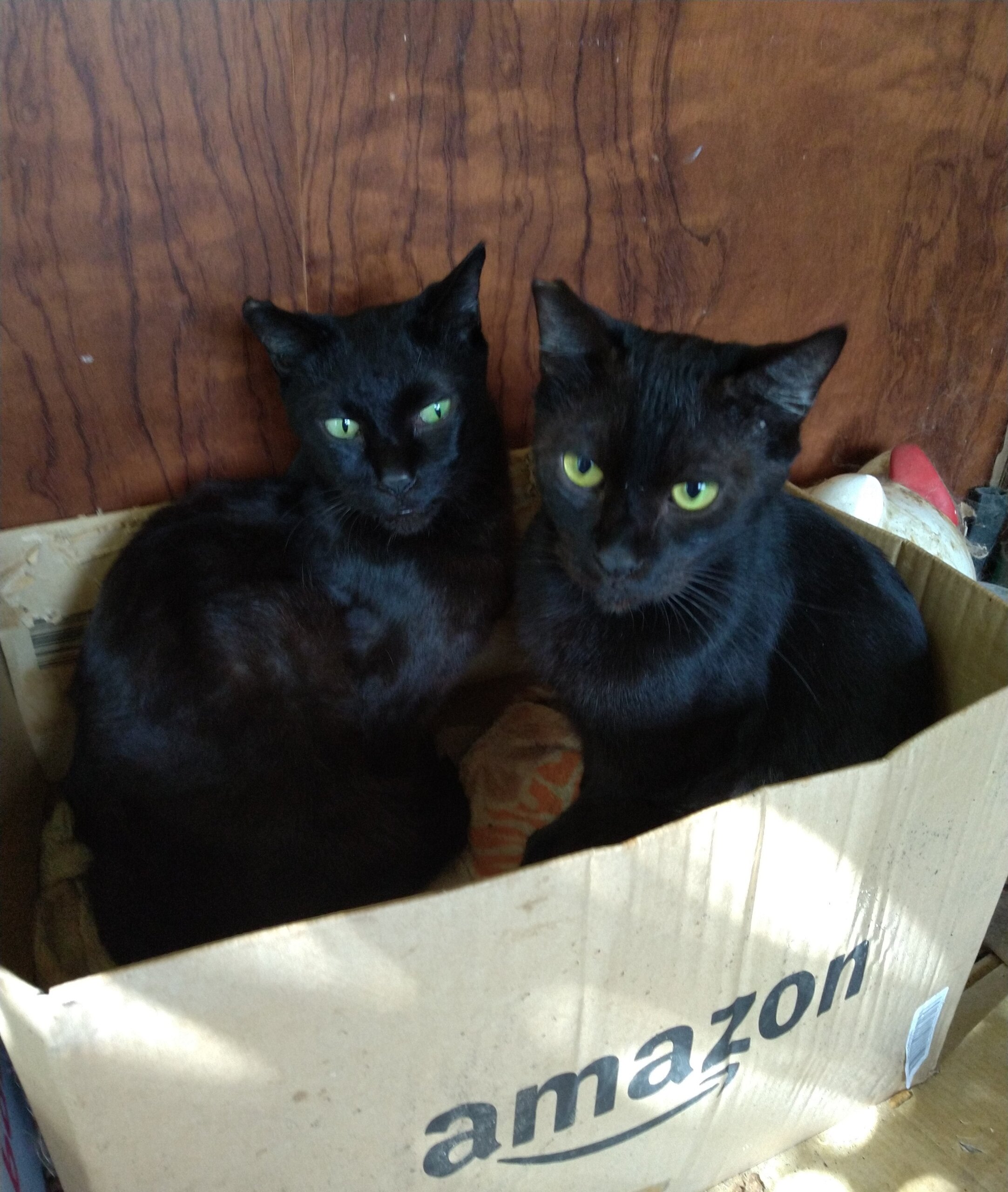 頼れるお兄ちゃん的存在の黒猫