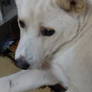 この子は山口県の保護団体にいます。まだ若い感じの白い子　優しい子です