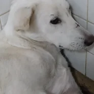 この子は山口県の保護団体で迎え待ってます