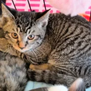 秀吉（ひできち）2022年7月16日生まれ