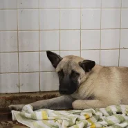 この子は山口県の福祉センターにいます。怖くて固まってます