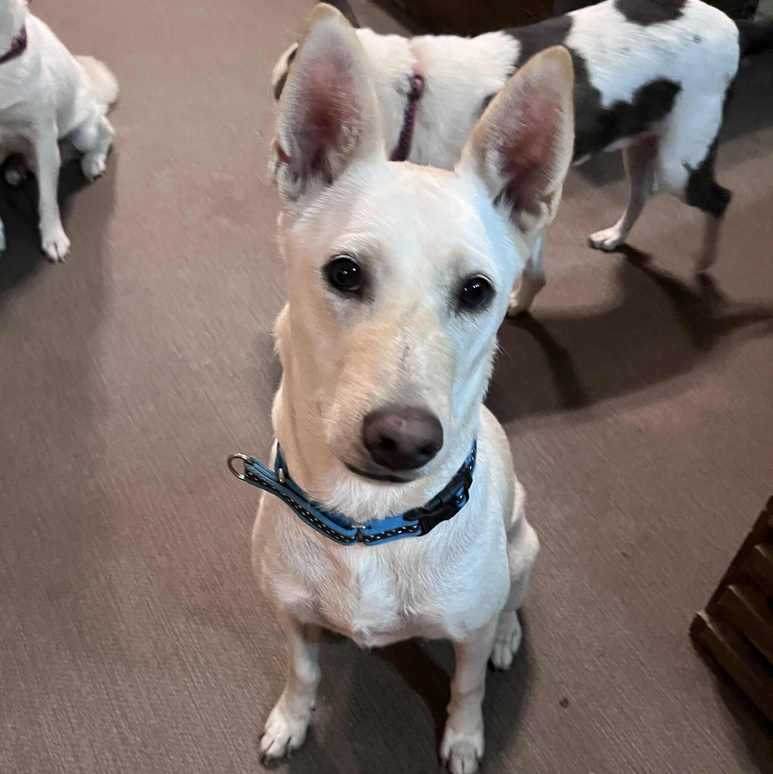 沖縄の宝　コロ助