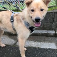 成犬雑種・１歳くらいの甘えっ子な男の子