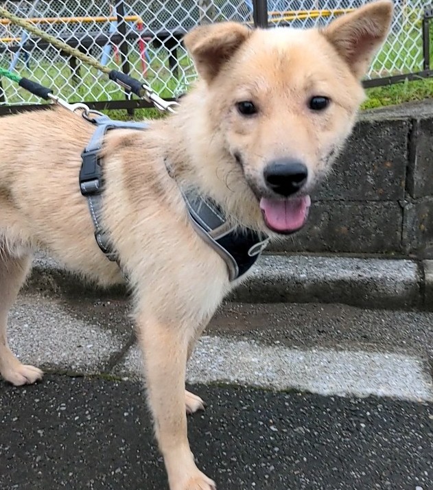 成犬雑種・１歳くらいの甘えっ子な男の子