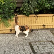 預かりボランテイア募集