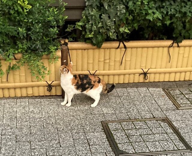 預かりボランテイア募集