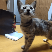 生後2ヶ月前後の子猫(女の子)