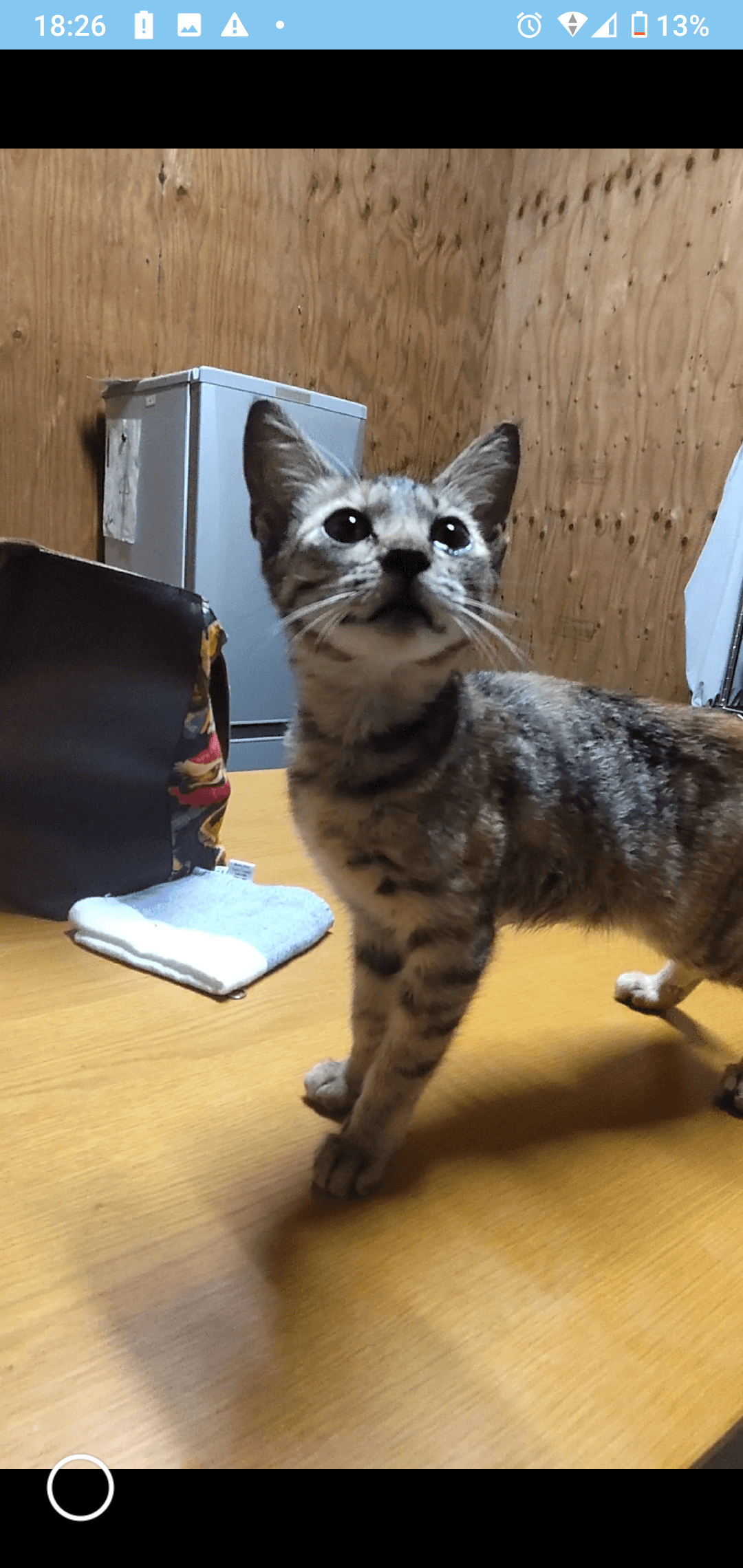 生後2ヶ月前後の子猫(女の子)