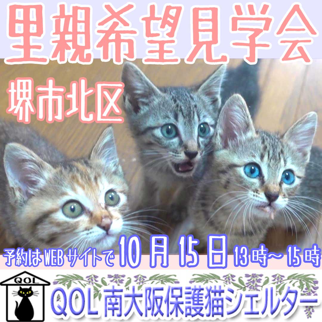 堺市北区「QOL南大阪保護猫シェルター」里親希望見学会