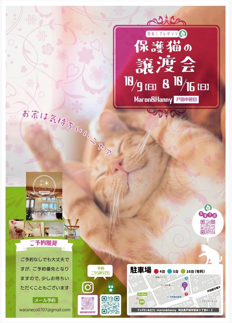 笑ねこ 保護猫の譲渡会