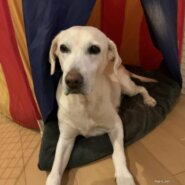 6歳前後のラブラドールリトリバー（女の子）