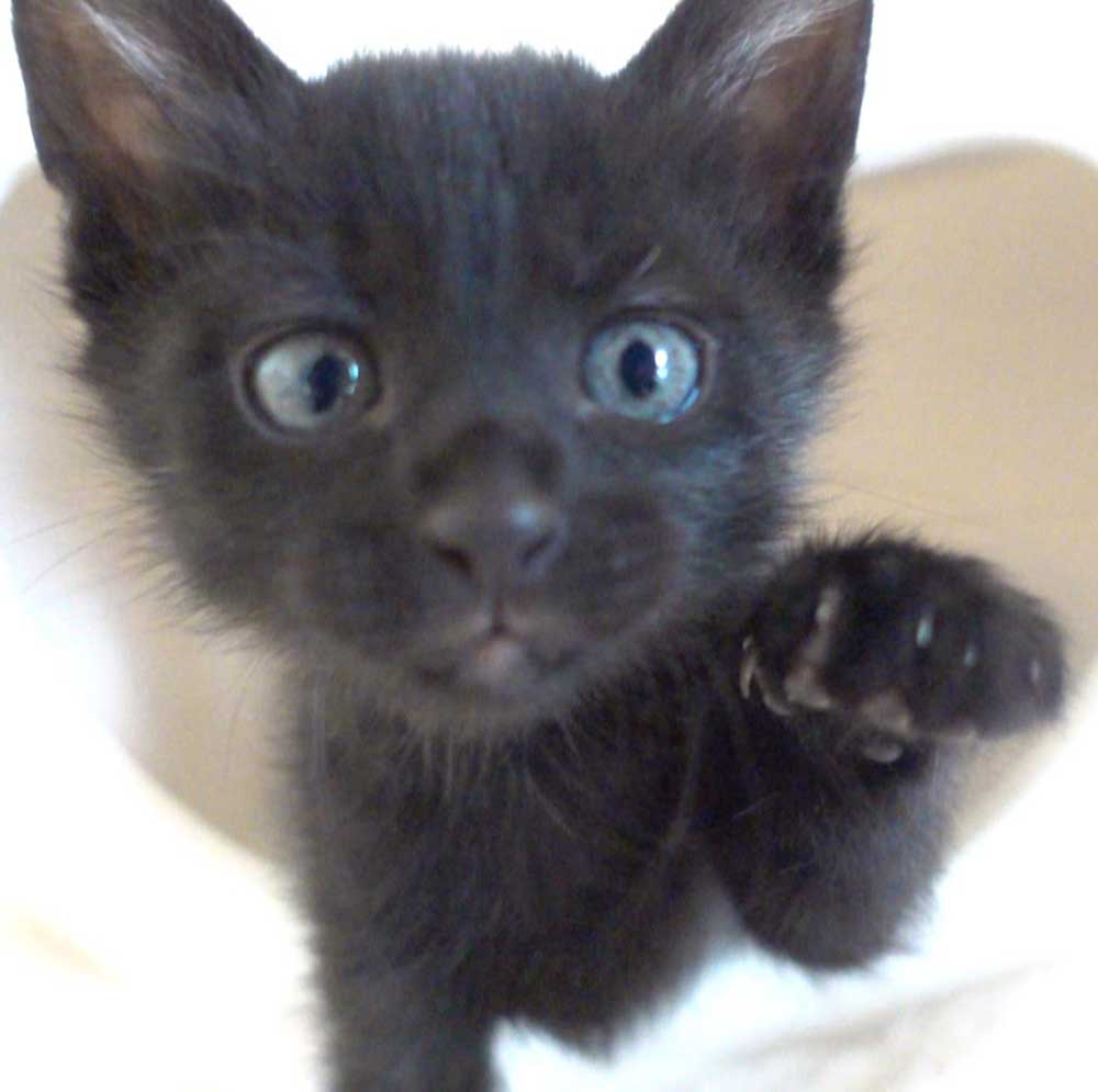 2022年11月12日入所、3兄妹の黒の男の子