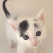 2022年11月12日入所、3兄妹の白の豆大福ちゃん男の子