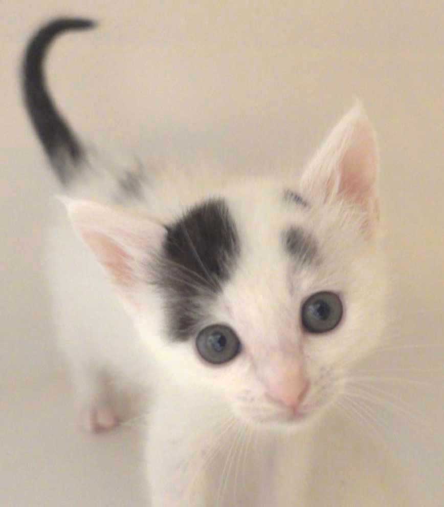 2022年11月12日入所、3兄妹の白の豆大福ちゃん男の子