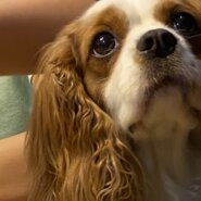 すごく人懐っこい子