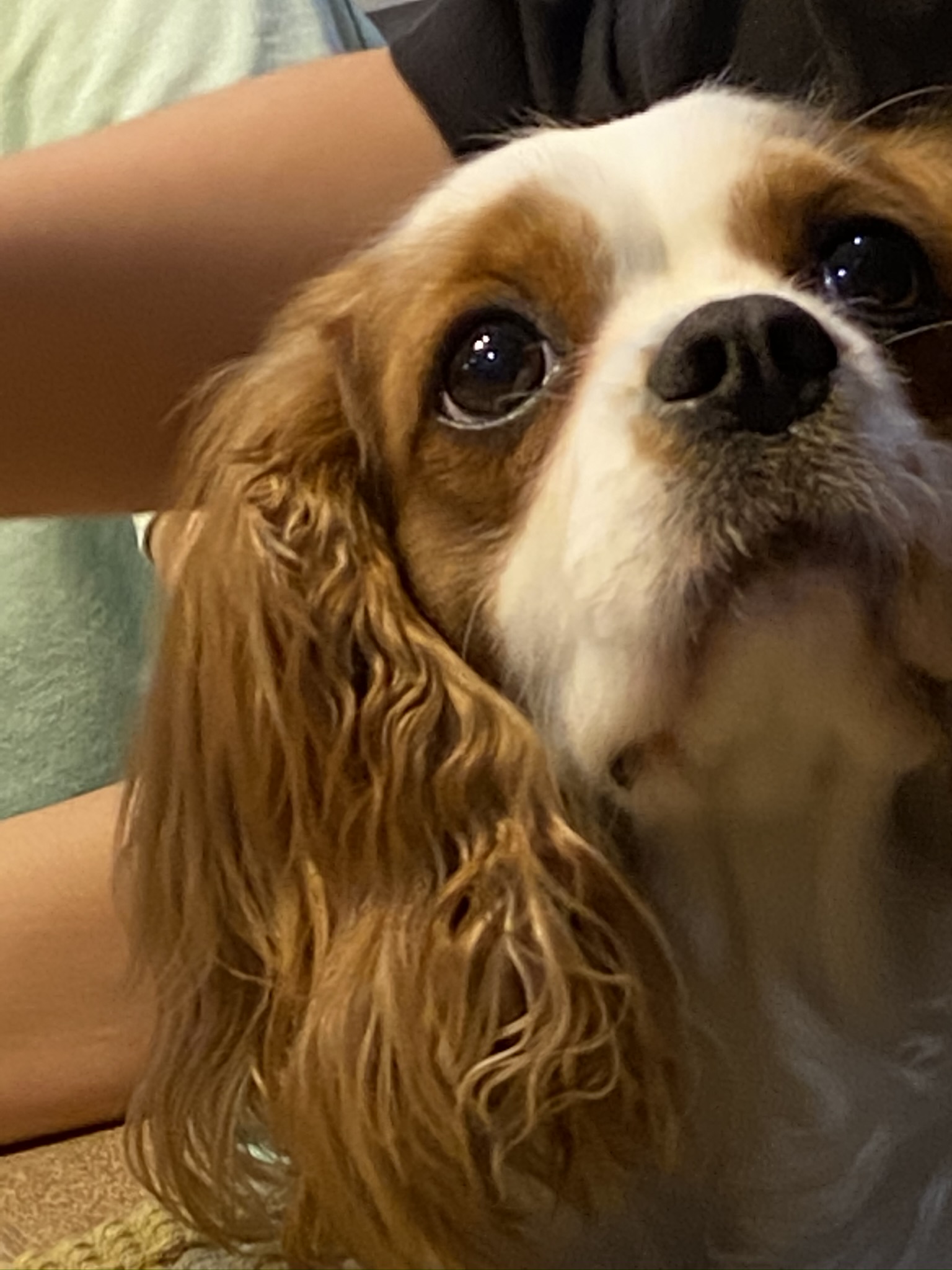 すごく人懐っこい子