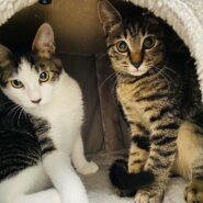 ねこらいく譲渡会