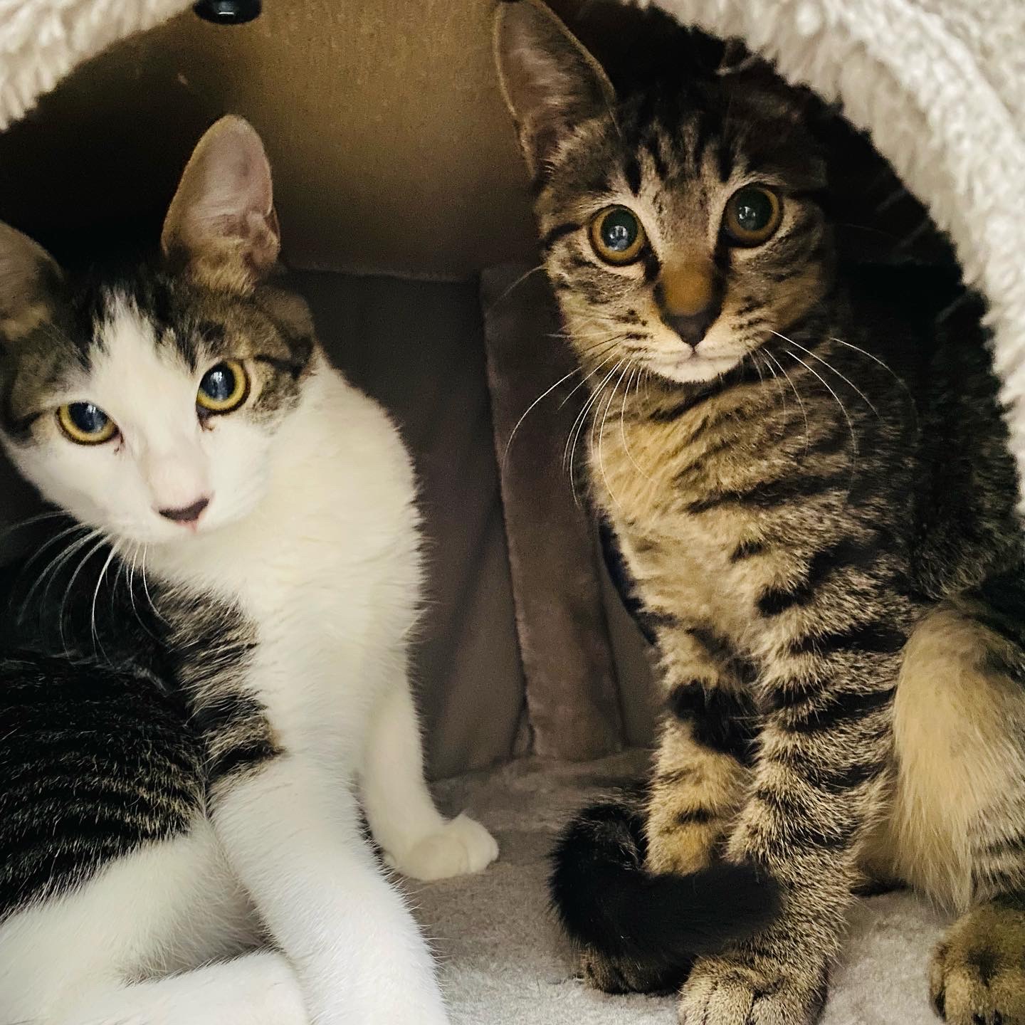 ねこらいく譲渡会