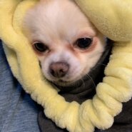 人と寄り添いながら寝るのが大好きま