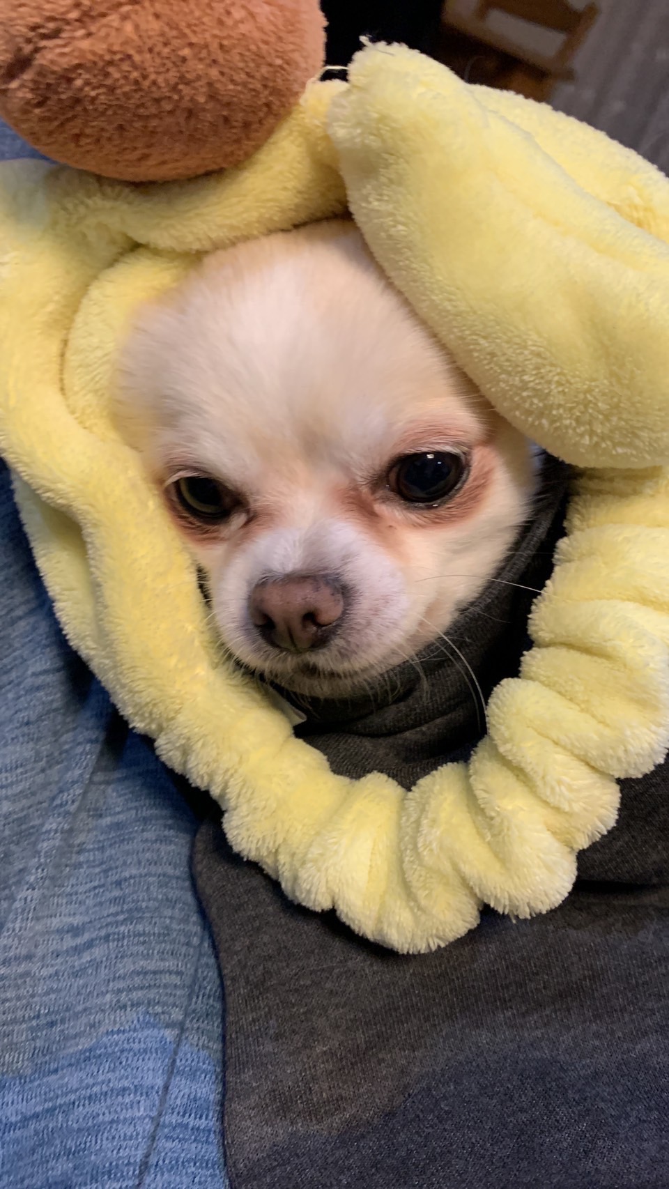 人と寄り添いながら寝るのが大好きま