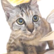 2022年11月11日入所、麦わらキジの子猫の女の子