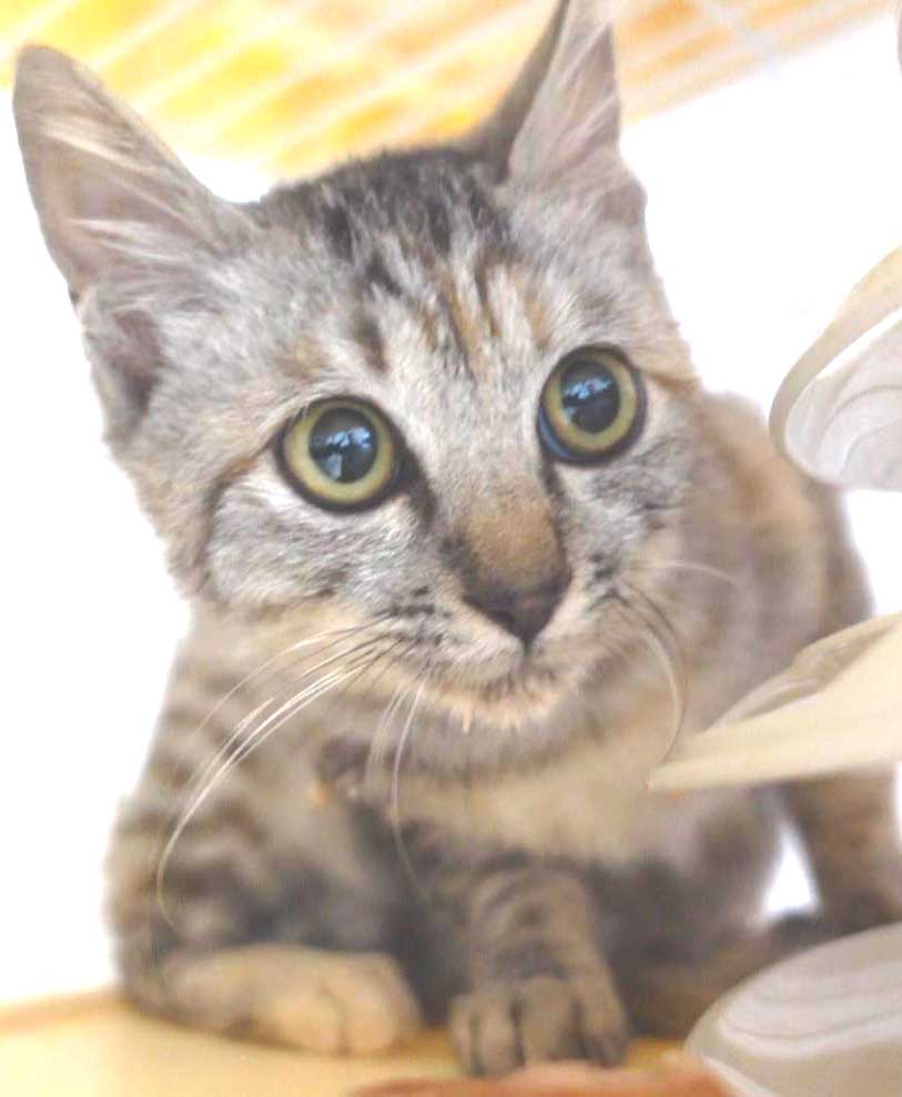 2022年11月11日入所、麦わらキジの子猫の女の子