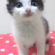 2022年11月12日入所、3兄妹の黒白ハチワレの女の子