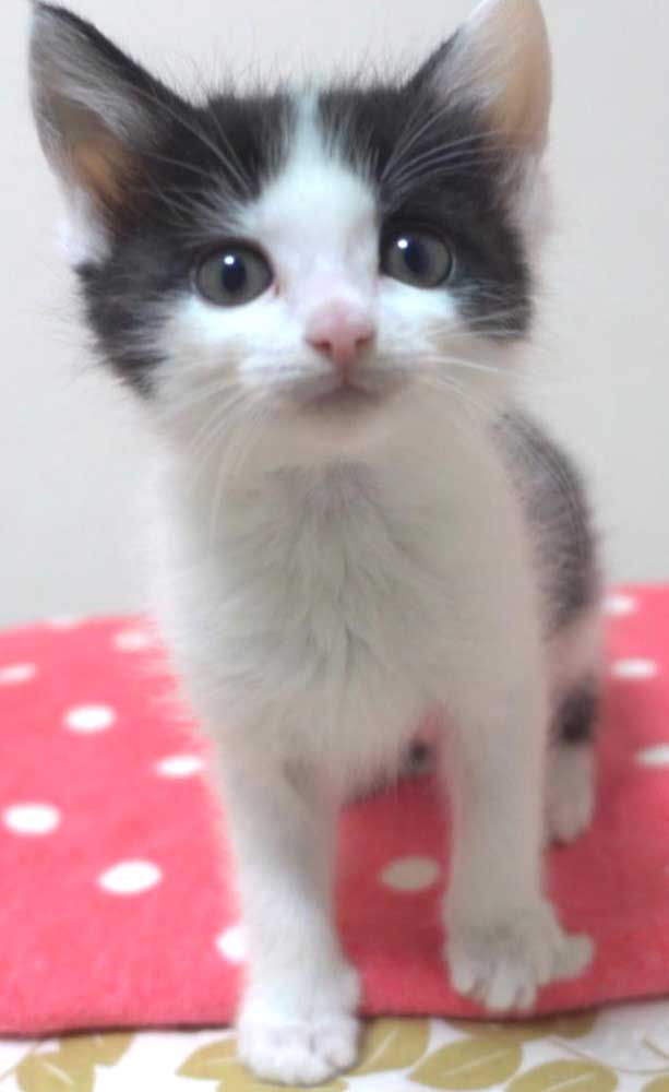 2022年11月12日入所、3兄妹の黒白ハチワレの女の子