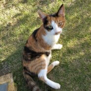 半年の女の子です