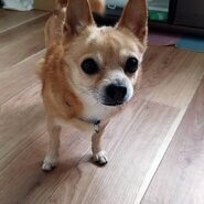 ポメとチワワのミックス犬　14才(女の子)