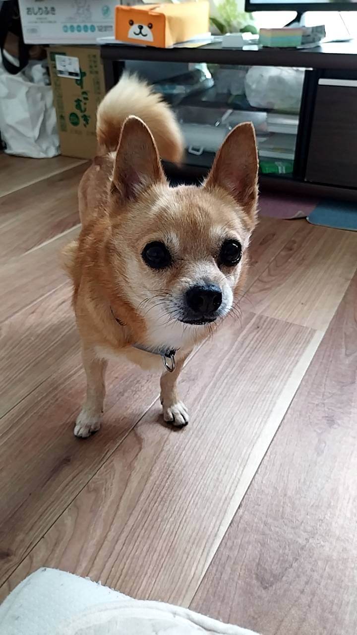 ポメとチワワのミックス犬　14才(女の子)