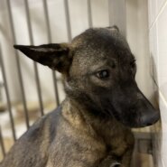 家族に迎えて下さい