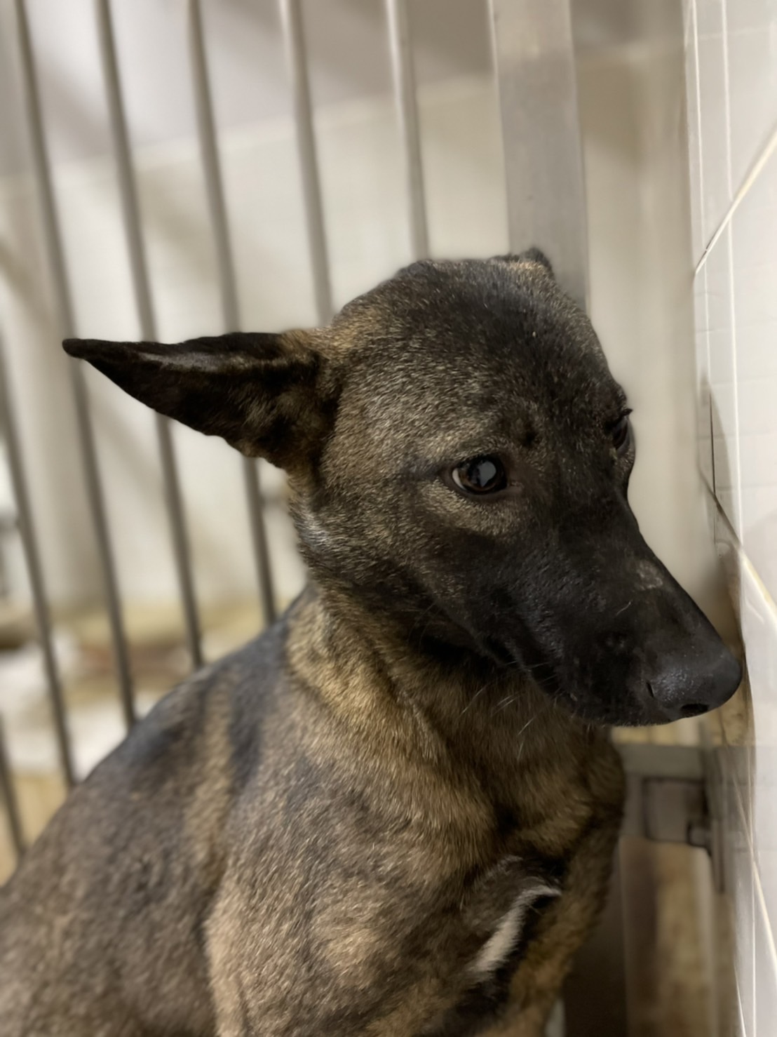 家族に迎えて下さい